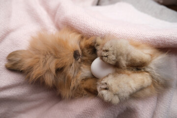Cute ginger  adorable bunny, rabbit.