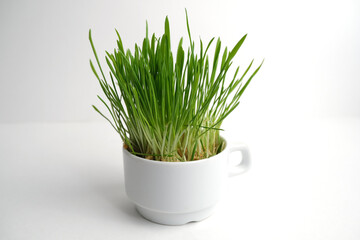 Green herb in a coffee cup.