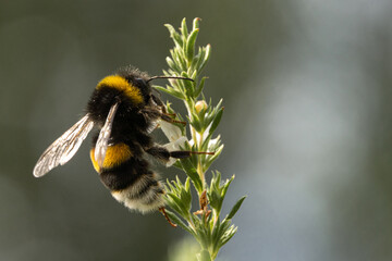 wilde Hummel ganz nah