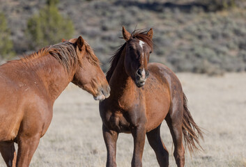 Naklejka na ściany i meble Wild Horse Stallions in the Utah Desert