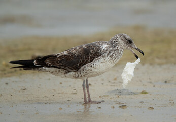 Juvenile Lesser Black-backed Gull with tissue