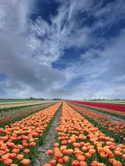 Schilderijen op glas Tulip field, Noord-Holland Province, The Netherlands © Holland-PhotostockNL