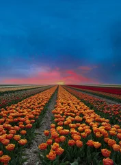 Foto op Aluminium Tulip field, Noord-Holland Province, The Netherlands © Holland-PhotostockNL