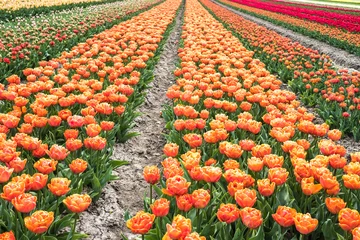 Schilderijen op glas Tulip field, Noord-Holland Province, The Netherlands © Holland-PhotostockNL