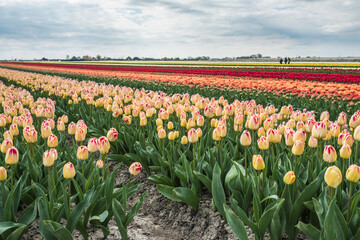 Tulip field, Noord-Holland Province, The Netherlands