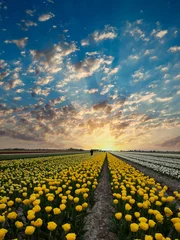 Gordijnen Tulip field, Noord-Holland Province, The Netherlands © Holland-PhotostockNL