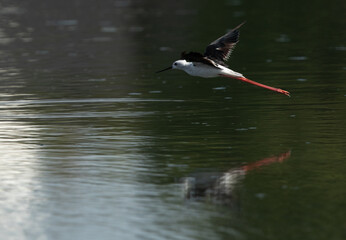 Black-winged Stilt flying at Tubli bay, Bahrain
