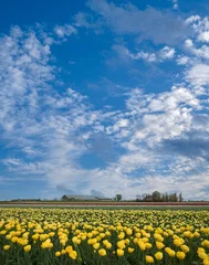 Deurstickers Tulip field, Noord-Holland Province, The Netherlands © Holland-PhotostockNL