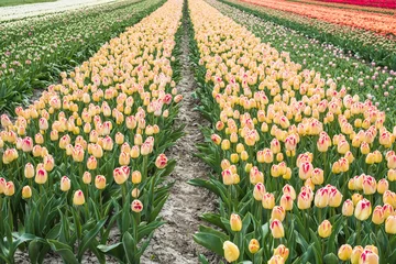 Fotobehang Tulip field, Noord-Holland Province, The Netherlands © Holland-PhotostockNL