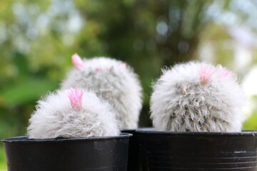 Mammillaria bocasana or Mammillaria Camenae in pot on the wood table for background.Cactus cute in home.