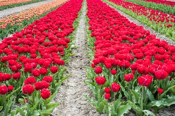 Foto op Plexiglas anti-reflex Tulip field, Noord-Holland Province, The Netherlands © Holland-PhotostockNL