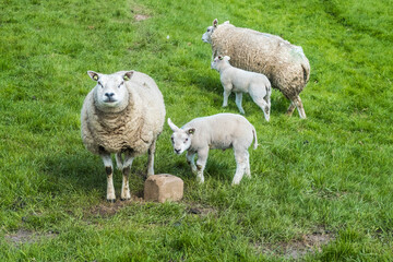 Fototapeta premium Sheep with lambs, Noord-Holland Province, The Netherlands