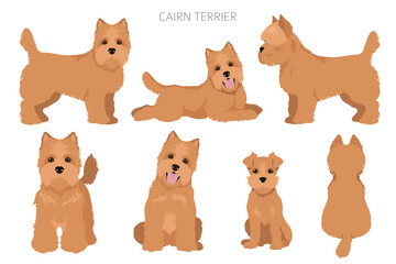 Cairn terrier clipart. Different poses, coat colors set - obrazy, fototapety, plakaty