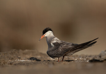 White-cheeked Tern at Asker marsh, Bahrain