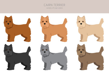 Cairn terrier clipart. Different poses, coat colors set
