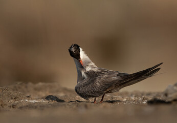White-cheeked Tern preening at Asker marsh, Bahrain