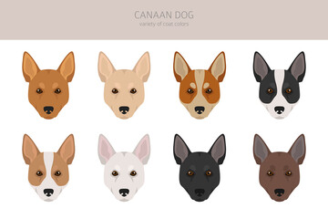 Fototapeta premium Canaan dog clipart. Different poses, coat colors set