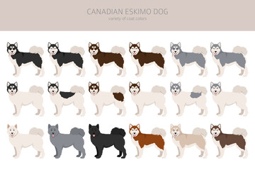 Canadian Eskimo dog clipart. Different poses, coat colors set