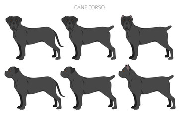 Cane corso clipart. Different poses, coat colors set