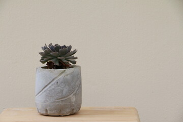  Small cactus or Succulentus in a cement pot push wooden table in home. Horticulture Therapy from tree , and copy space.