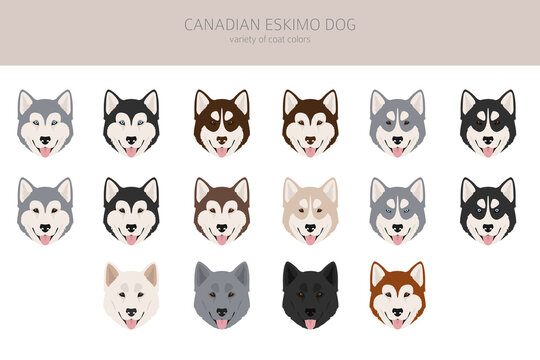Canadian Eskimo dog clipart. Different poses, coat colors set