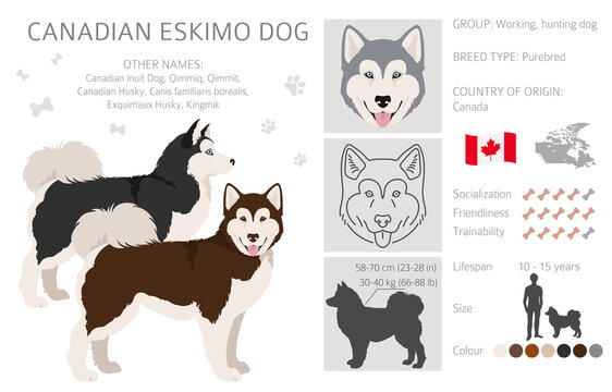 White canadian eskimo store dog