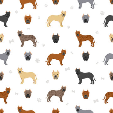 Canary Mastiff Seamless Pattern. Different Poses, Coat Colors Set