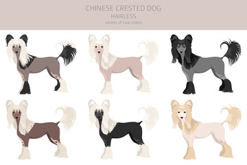 Chinese crested dog hairless variety clipart. Different poses, coat colors set