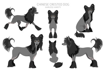 Chinese crested dog hairless variety clipart. Different poses, coat colors set