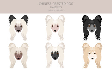 Chinese crested dog hairless variety clipart. Different poses, coat colors set