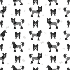Chinese crested dog hairless variety seamless pattern. Different poses, coat colors set.