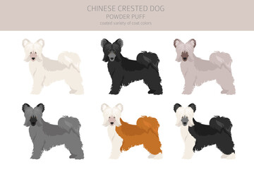 Chinese crested dog coated variety clipart. Different poses, coat colors set