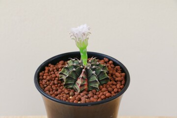 Gymnocalycium cactus is blooming and gray background,Cactus in home are raising as a hobby.