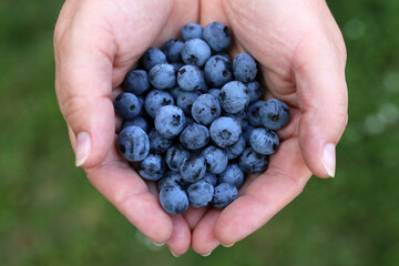 A woman holding a handful of blueberry trees and healthy 