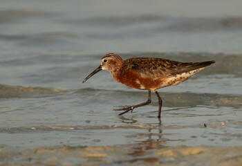 Curlew Sandpiper in breeding plumage at Busaiteen coast of Bahrain