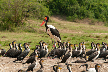 saddle billed stork Kazinga Channel Uganda - saddle billed stork and white breasted cormorants