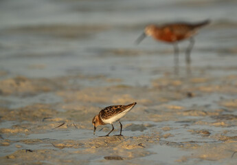 Little Stint and a curlew sandpiper feeding druing low tide at Busaiteen coast, Bahrain