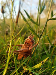brown grasshoper in tall grass