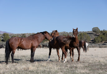 Wild Horse Stallions in the Utah Desert