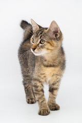 Front view of cute cat on white background