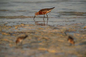 Curlew Sandpiper with little stints at the foreground, Bahrain