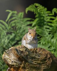 cute squirrel