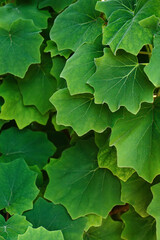 Texture of green leaves of tropical exotic plant in sunlight