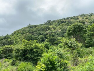 trees in the mountains