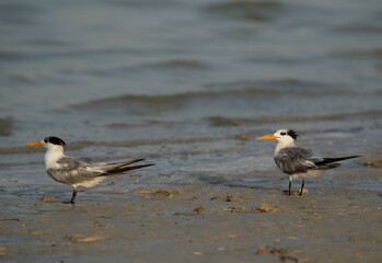 A pair of Greater Crested Tern at Busaiteen coast, Bahrain