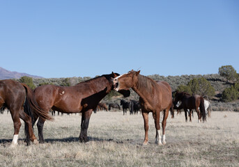 Naklejka na ściany i meble Wild Horse Stallions in the Utah Desert