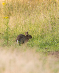 rabbit in the grass