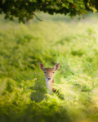 Deer in the grass