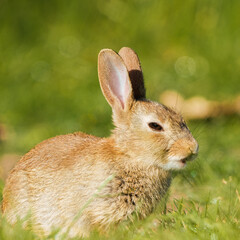 Rabbit in the grass