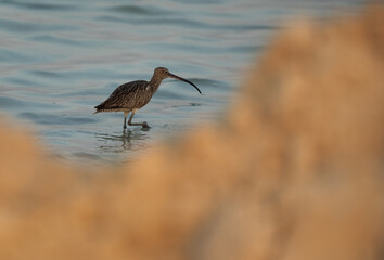 Eurasian curlew through sand mound at Busaiteen coast, Bahrain